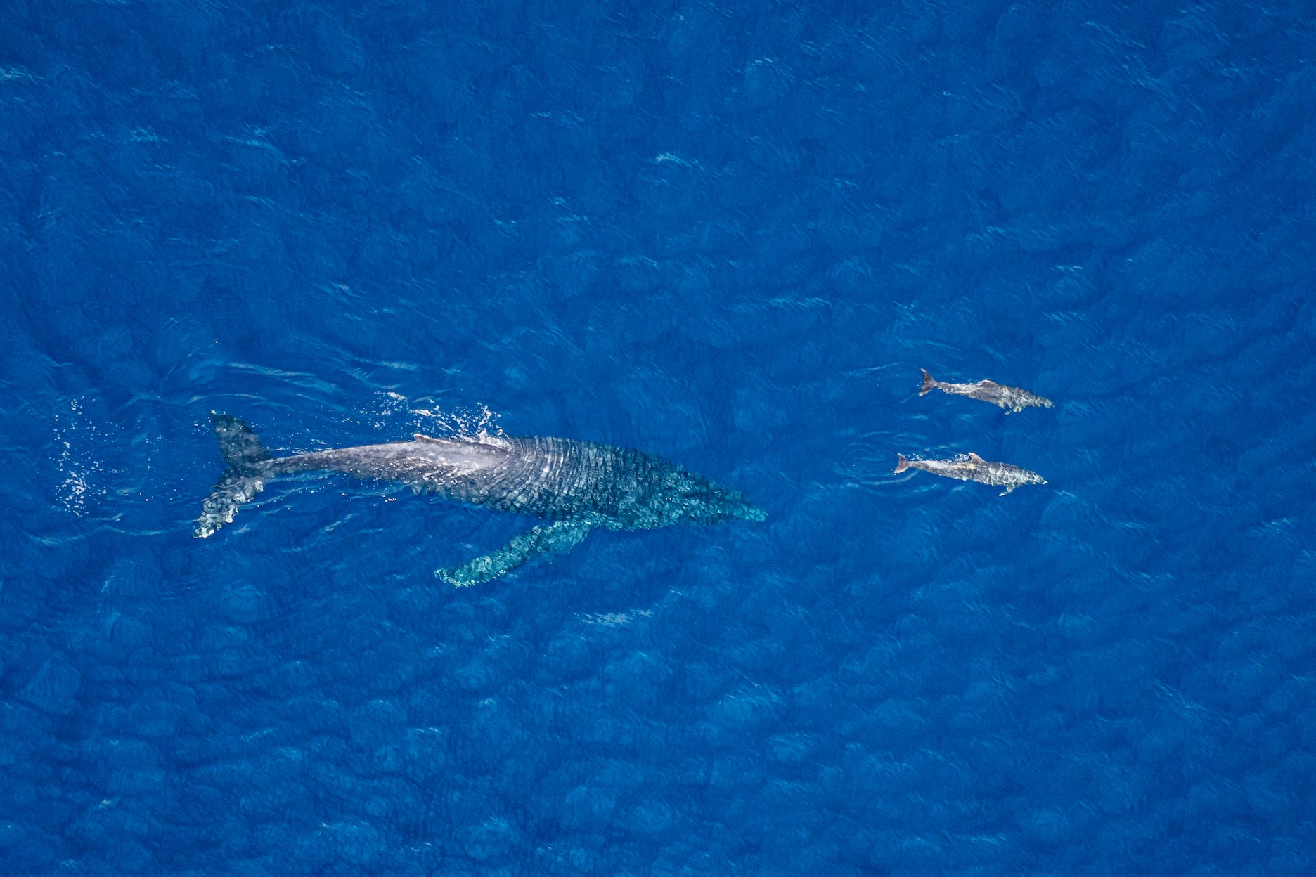 Whales as seen from a helicopter tour in Maui