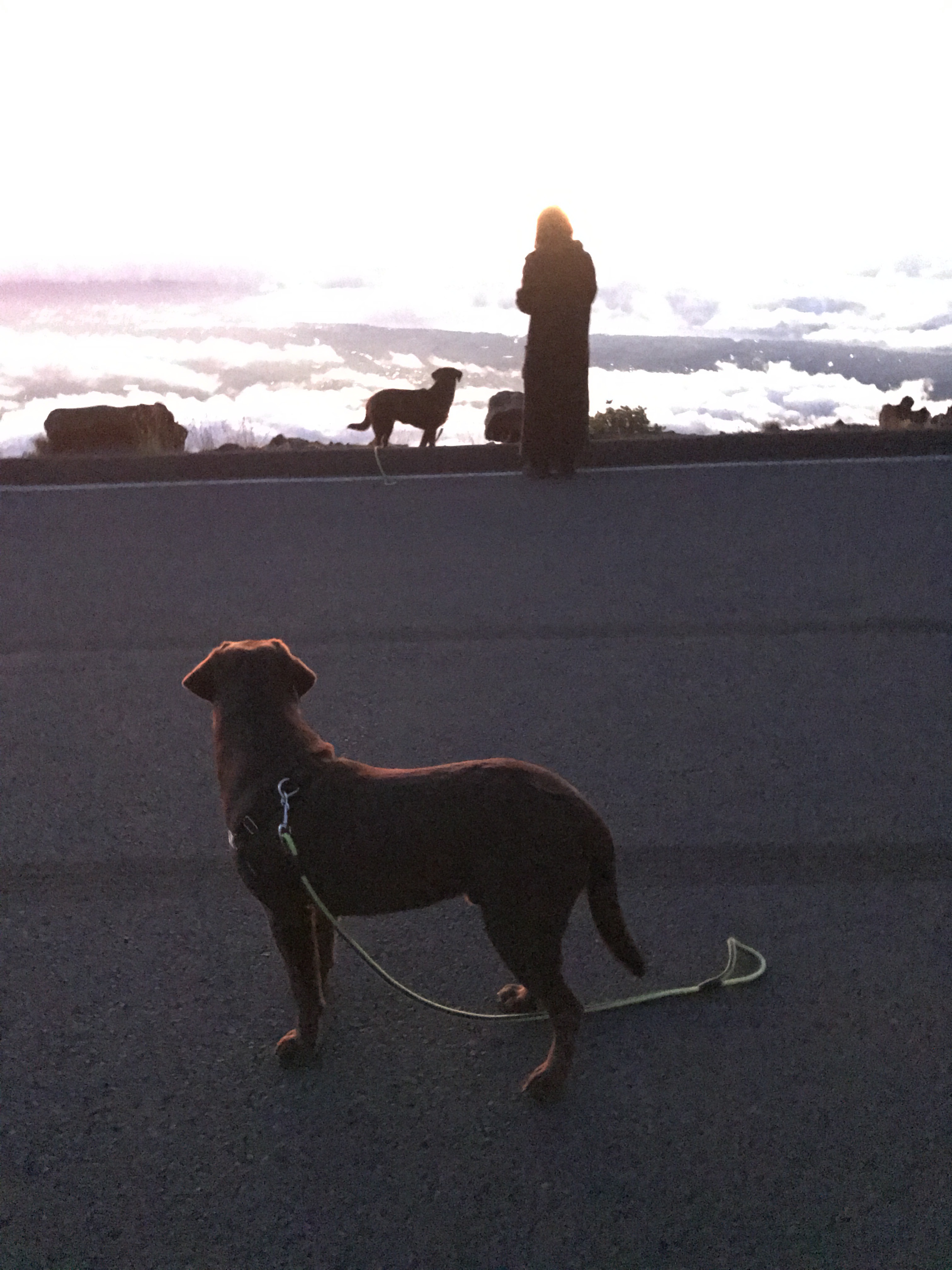 Chocolate labs and a family member watching the sunrise above the clouds at Haleakalā